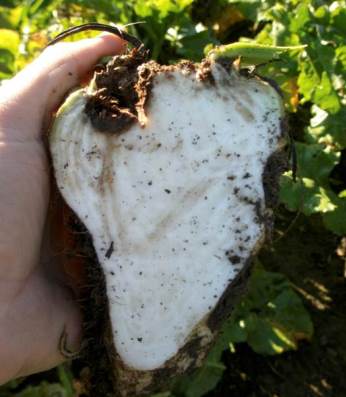 Сердцевинная гниль