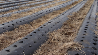 Соломенная мульча