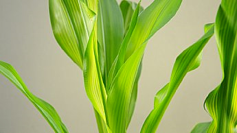 Дефицит цинка