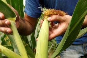 Репродуктивный рост кукурузы