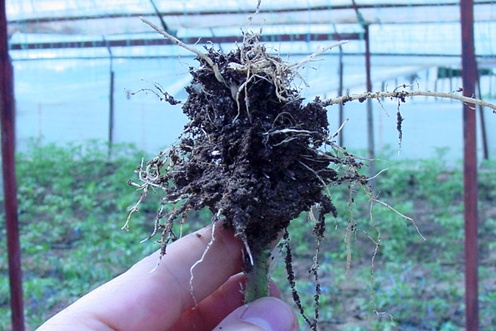 Повреждение, причиненные нематодой