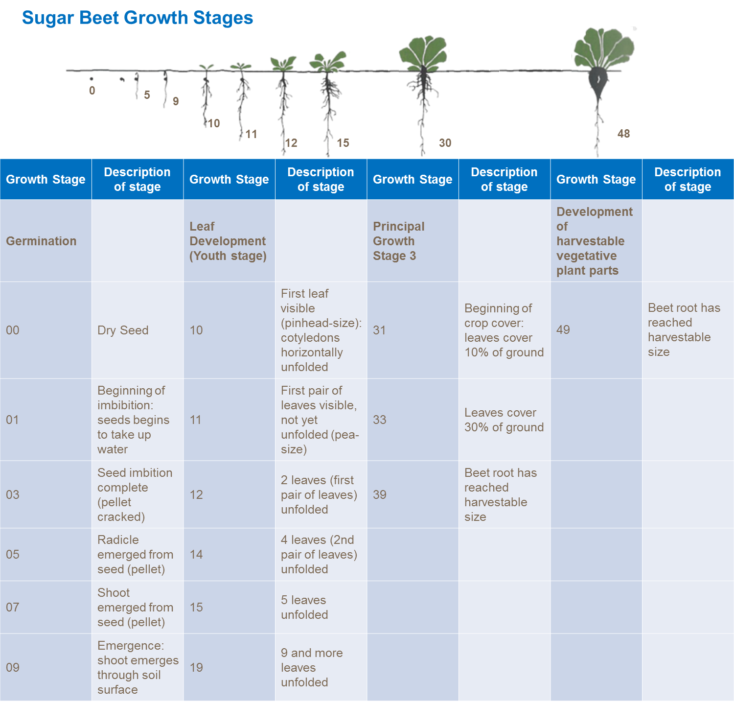 Этапы роста сахарной свеклы