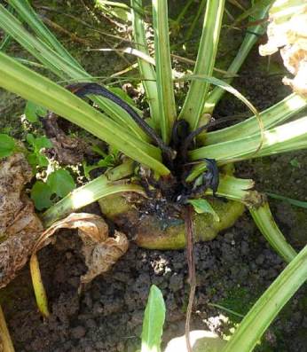 Сухая гниль