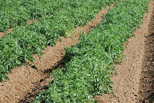 Детерминантные сорта томатов