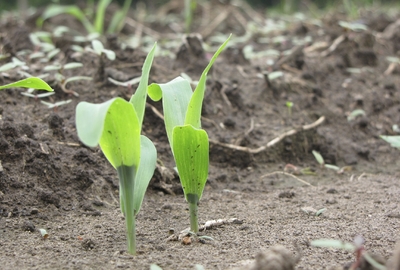 Всходы Стадия V6 роста кукурузы