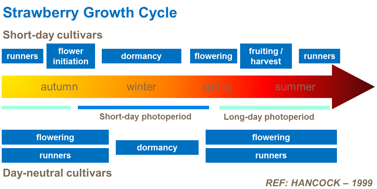 Фазы роста клубники