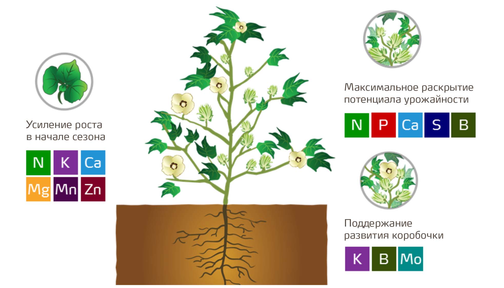 Питание хлопчатника