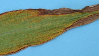 Дефицит калия