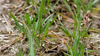 Wheat Growth stage 1