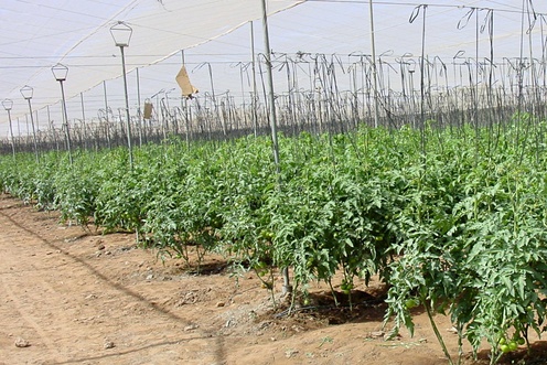 Выращивание на грунте