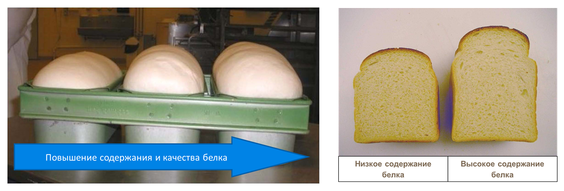 Качество белка в пшенице
