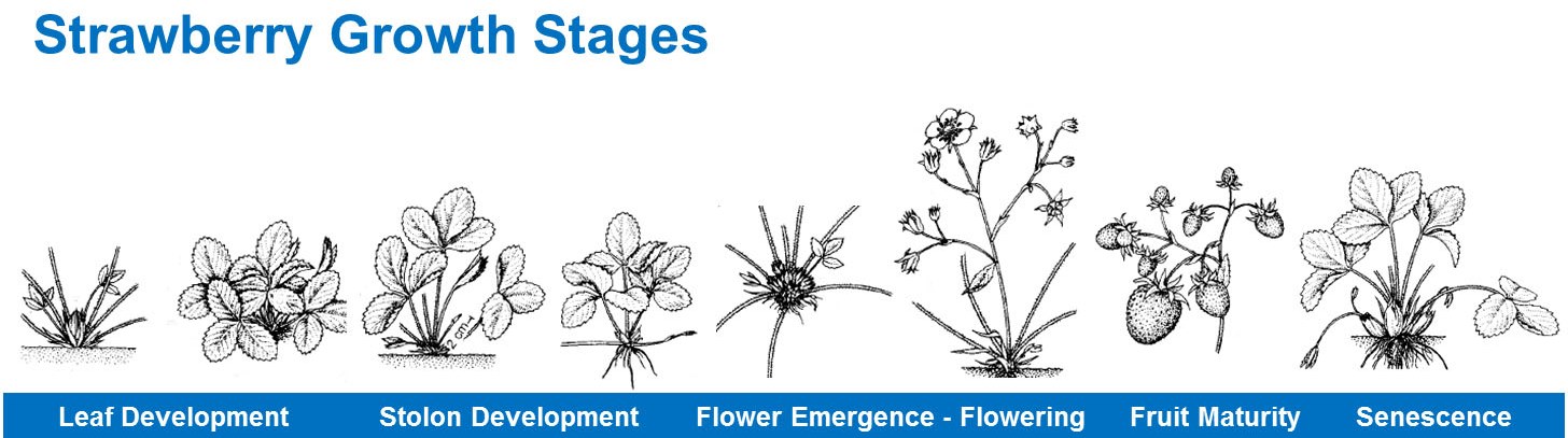 Фазы роста клубники
