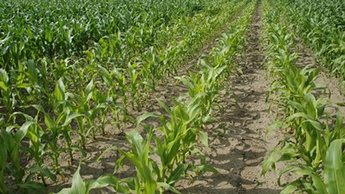 Недостаток марганца