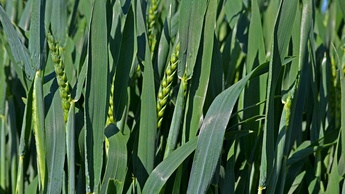 Wheat Growth stage 4