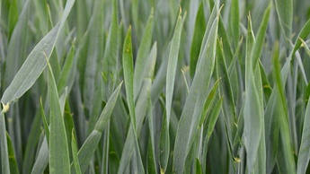 Wheat Growth stage 3